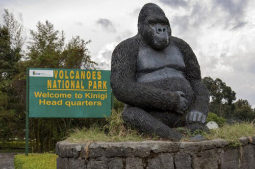Volcanoes National Park is a very popular Rwanda safari destination because of Mountain gorilla trekking expeditions